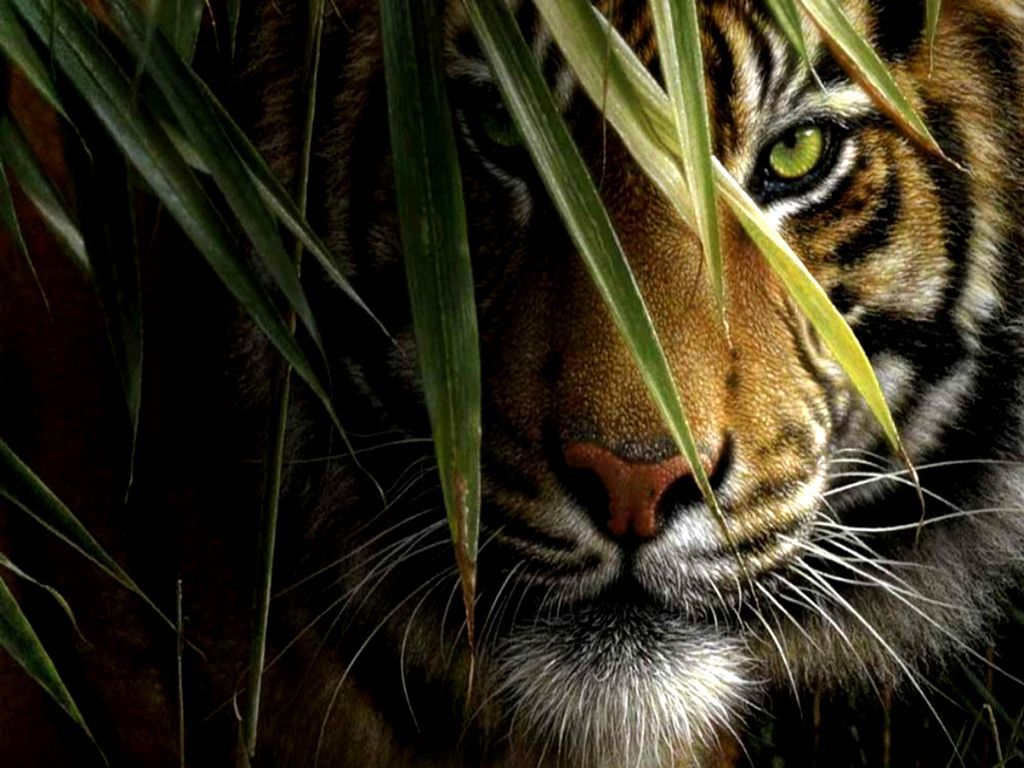 tiger face wallpapers #2