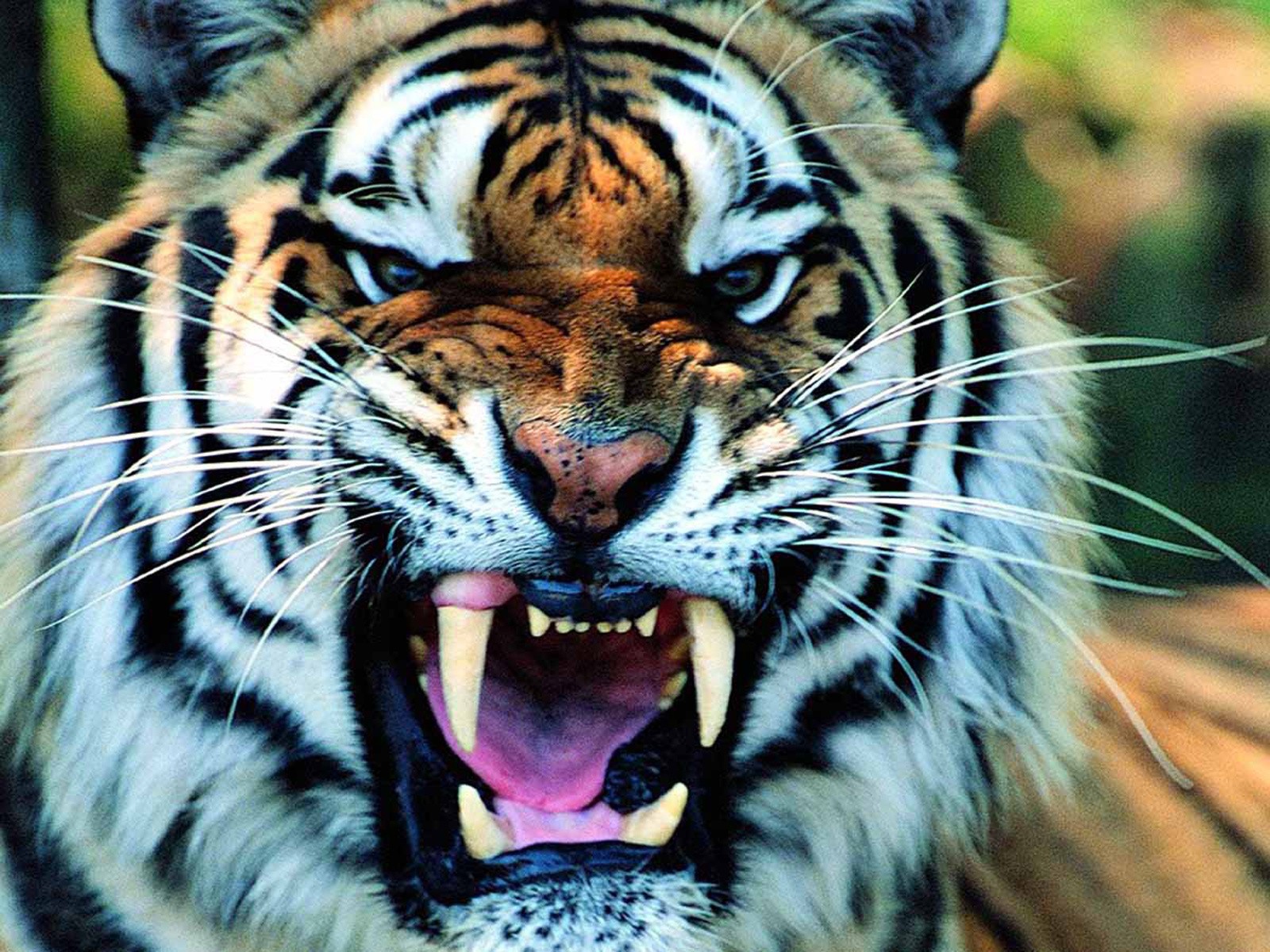 tiger face wallpapers #22