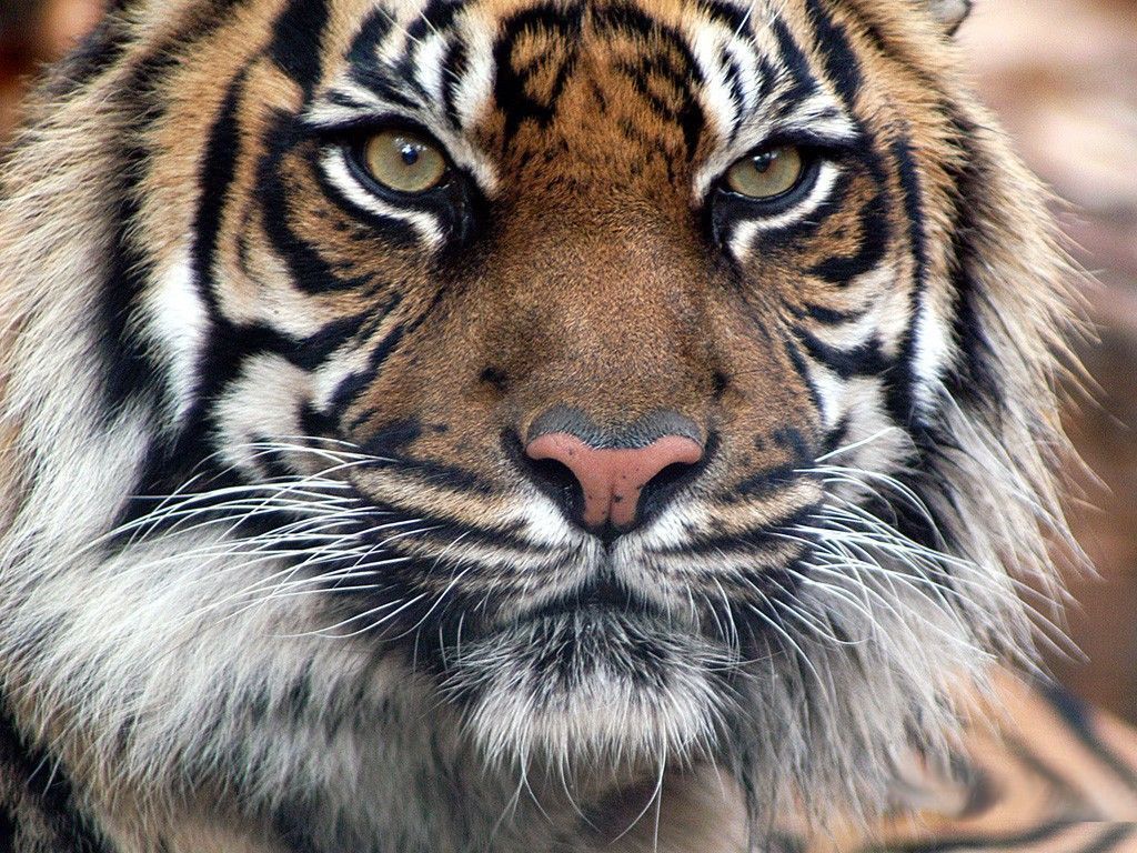tiger face wallpapers #14