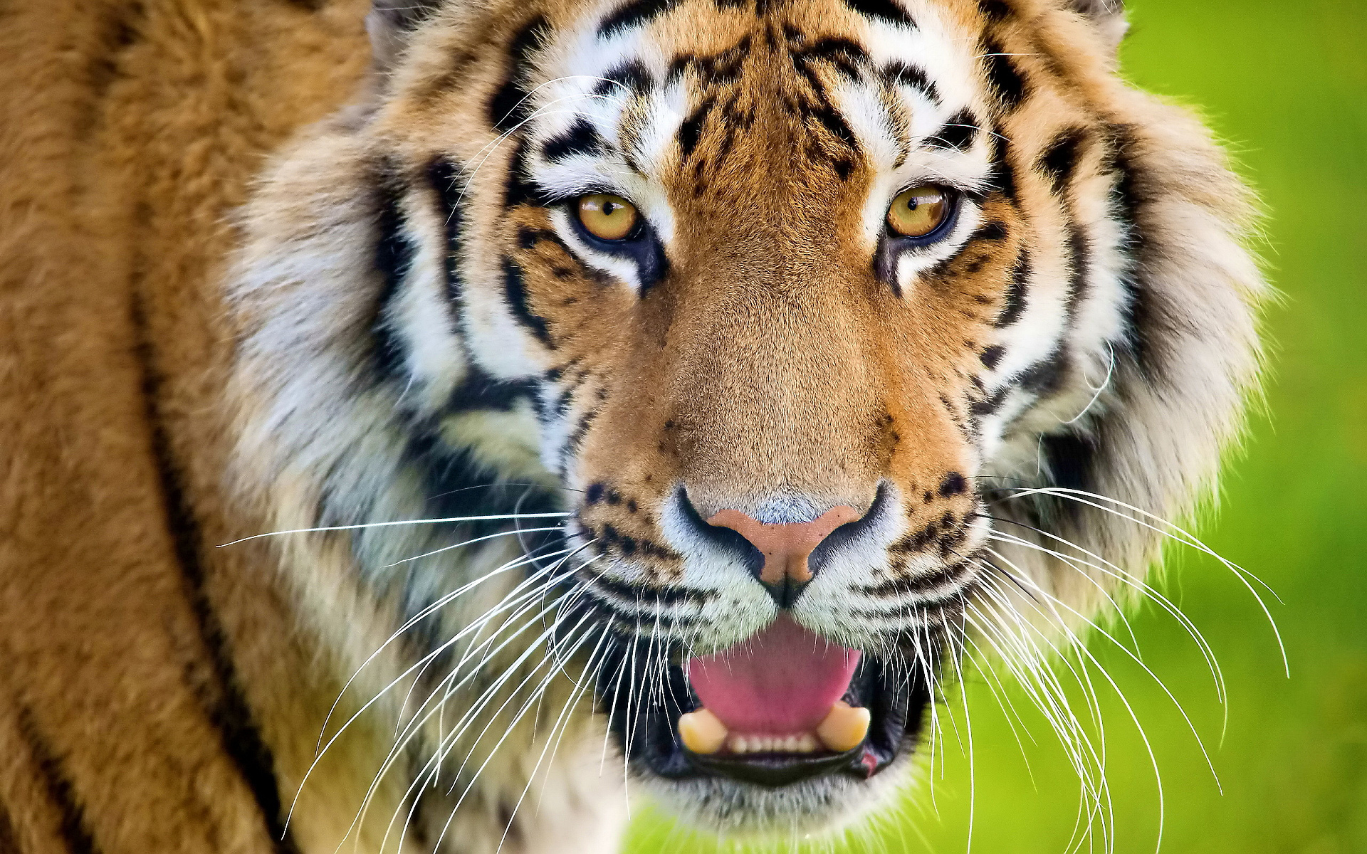 Tiger face wallpapers