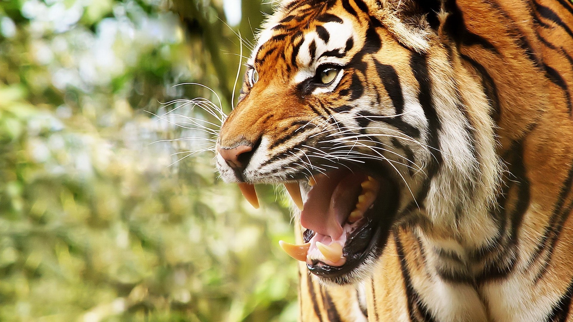 tiger face wallpapers #19