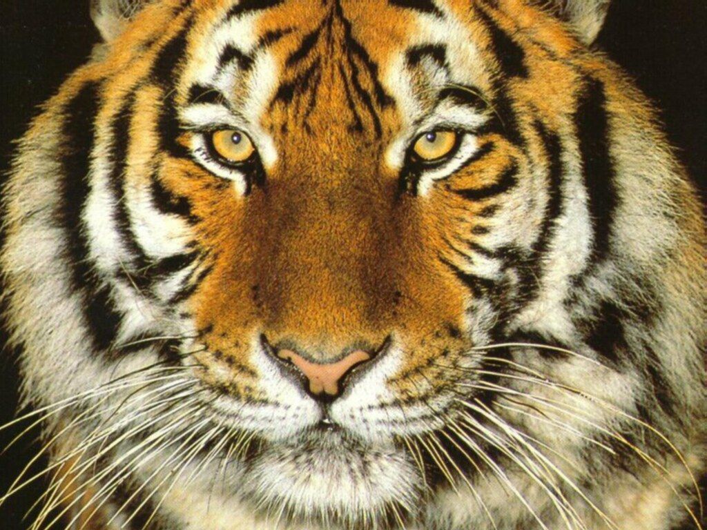 tiger face wallpapers #4