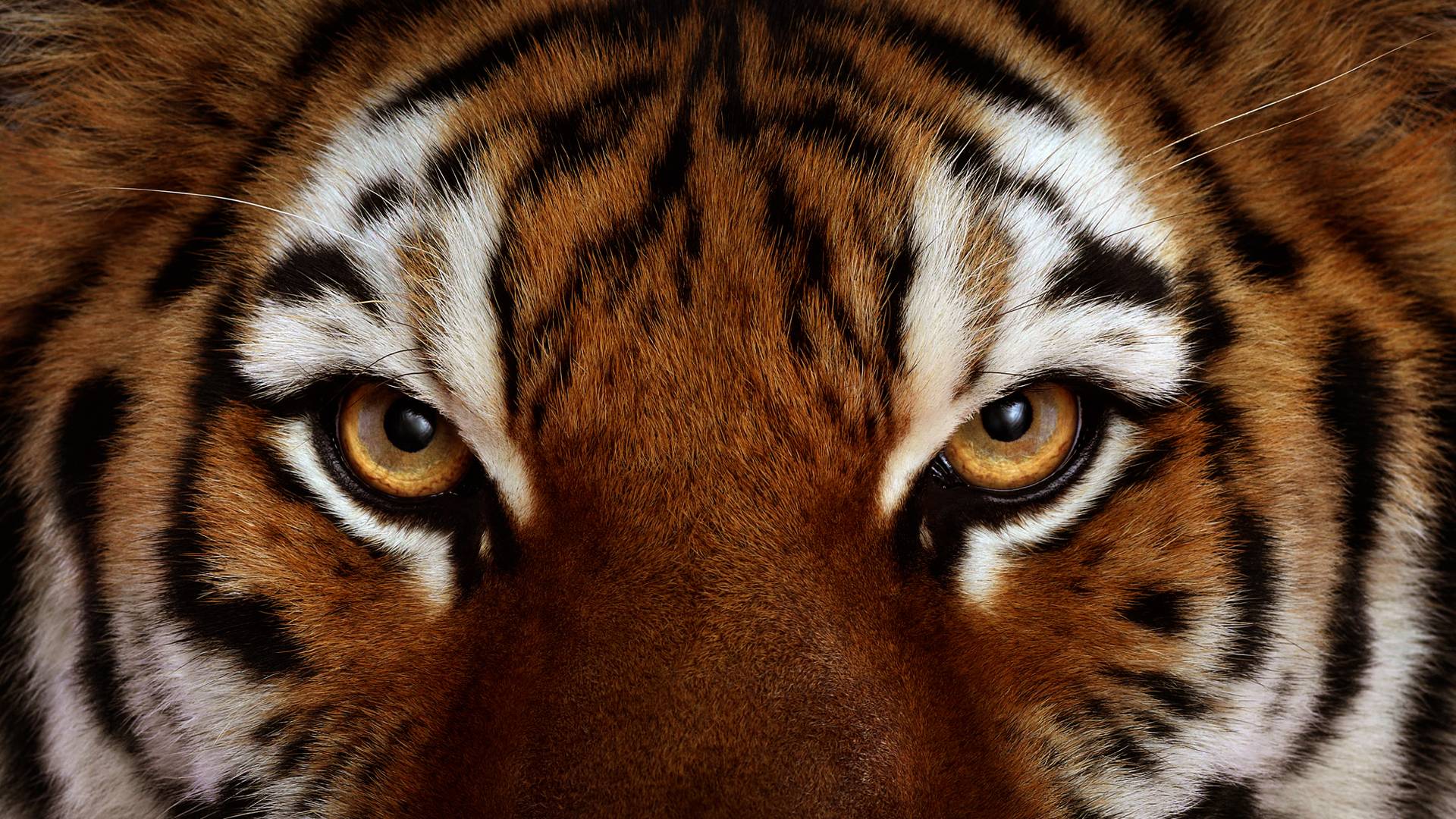 tiger face wallpapers #10
