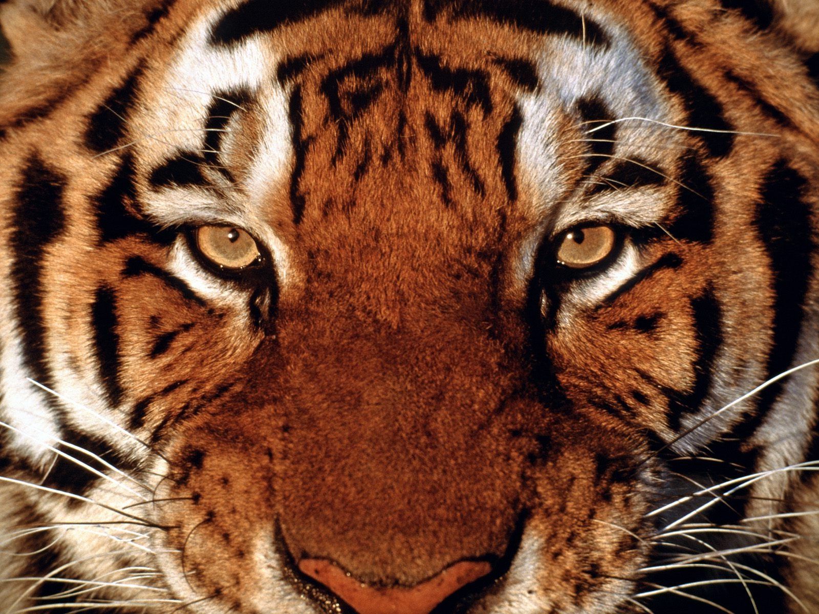 tiger face wallpapers #9