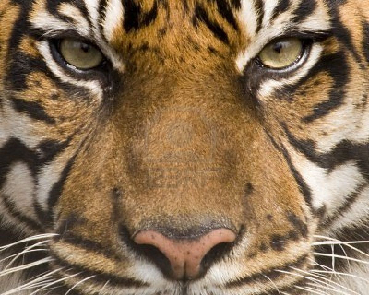 tiger face wallpapers #7