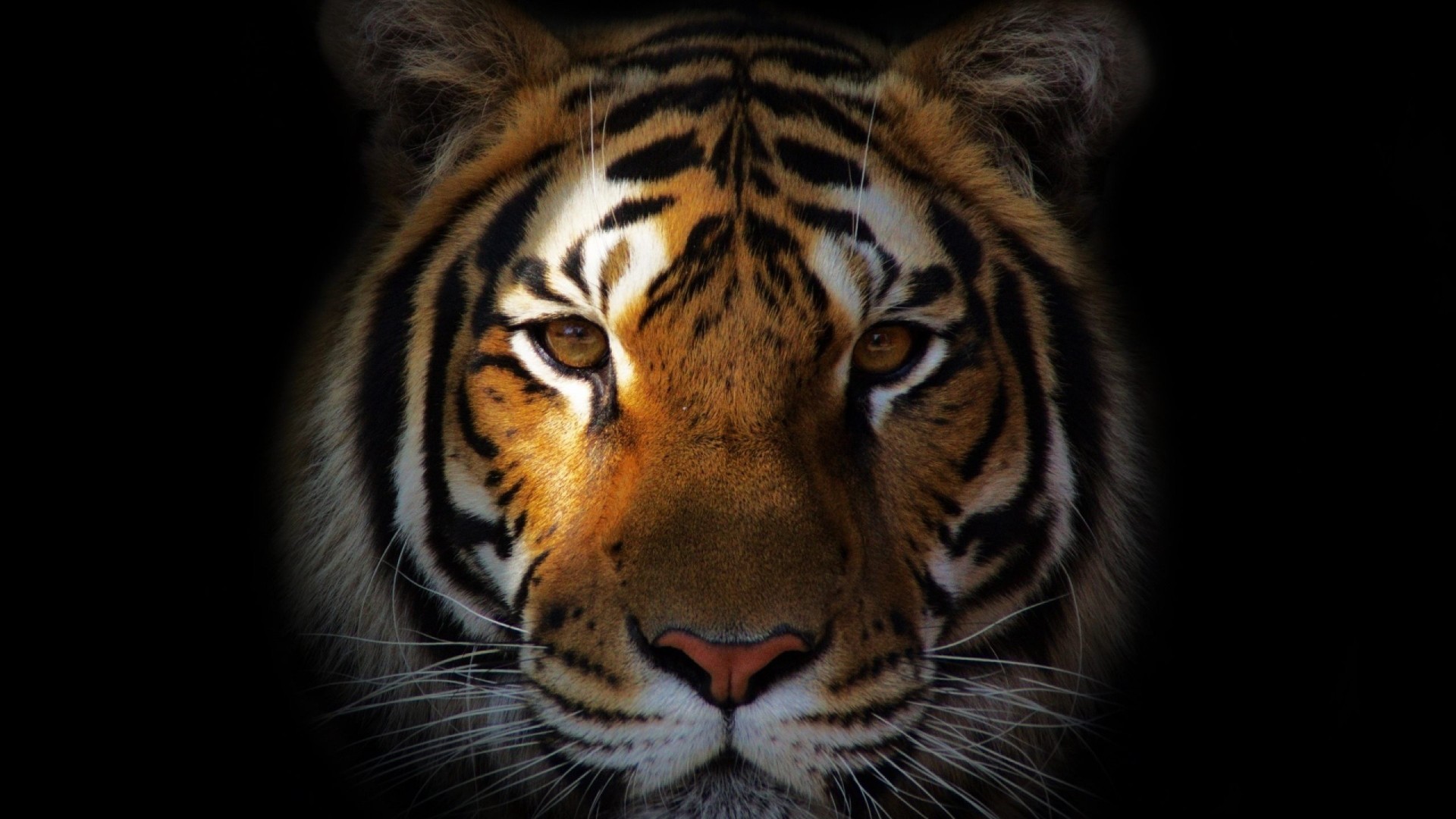tiger face wallpapers #16