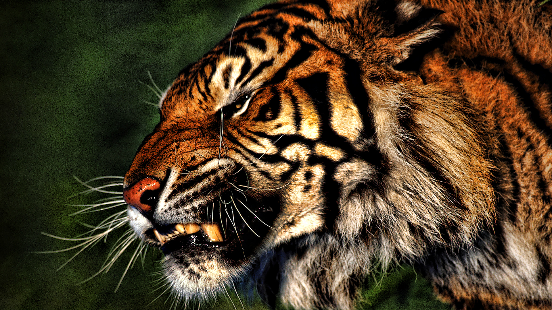 Tiger hd wallpaper for desktop