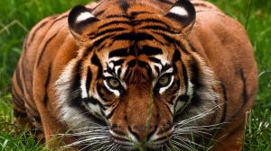 tiger photos wallpaper #9