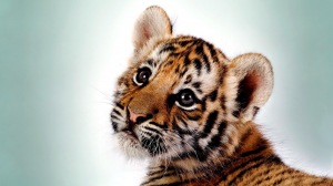 tiger photos wallpaper #10