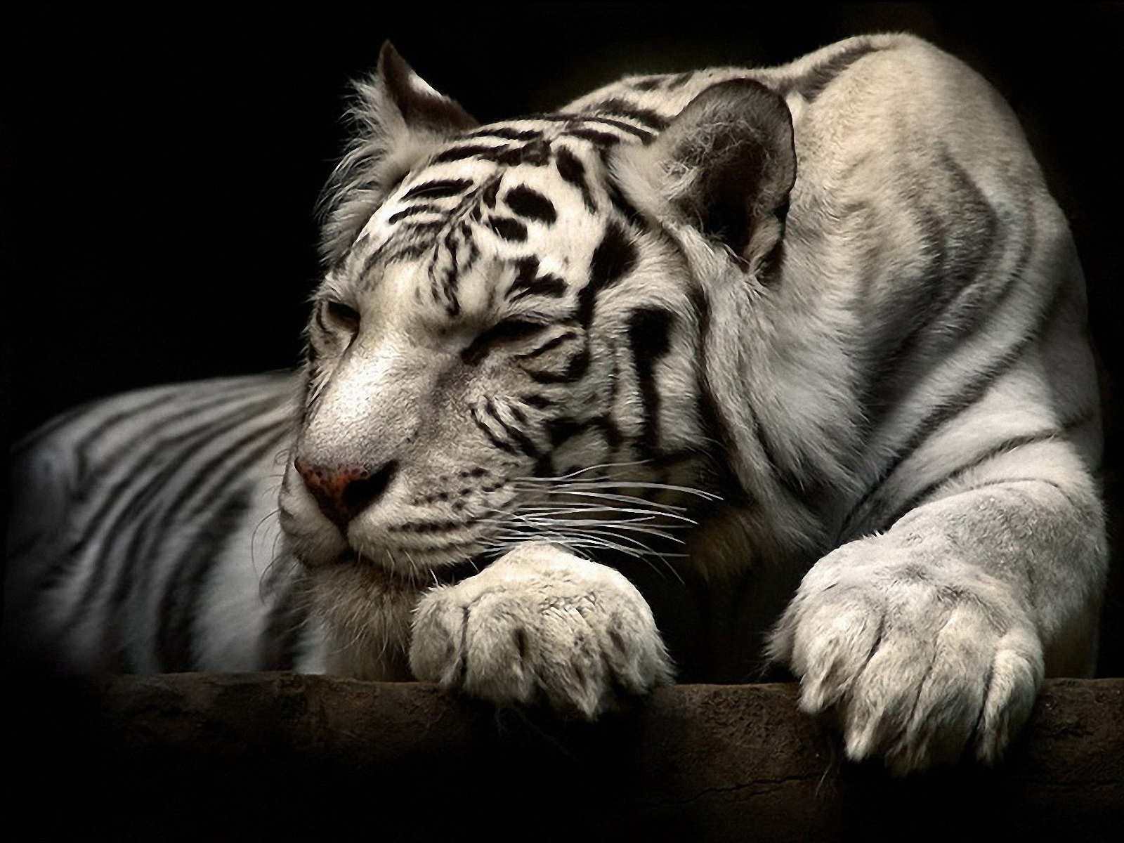 white tiger wallpaper #1
