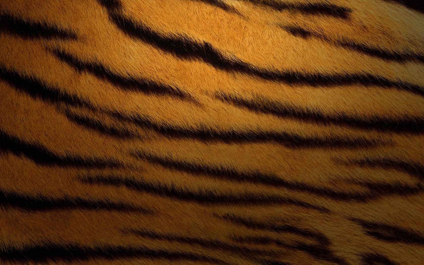 tiger print wallpaper #2