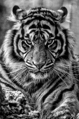 tiger wallpaper #12