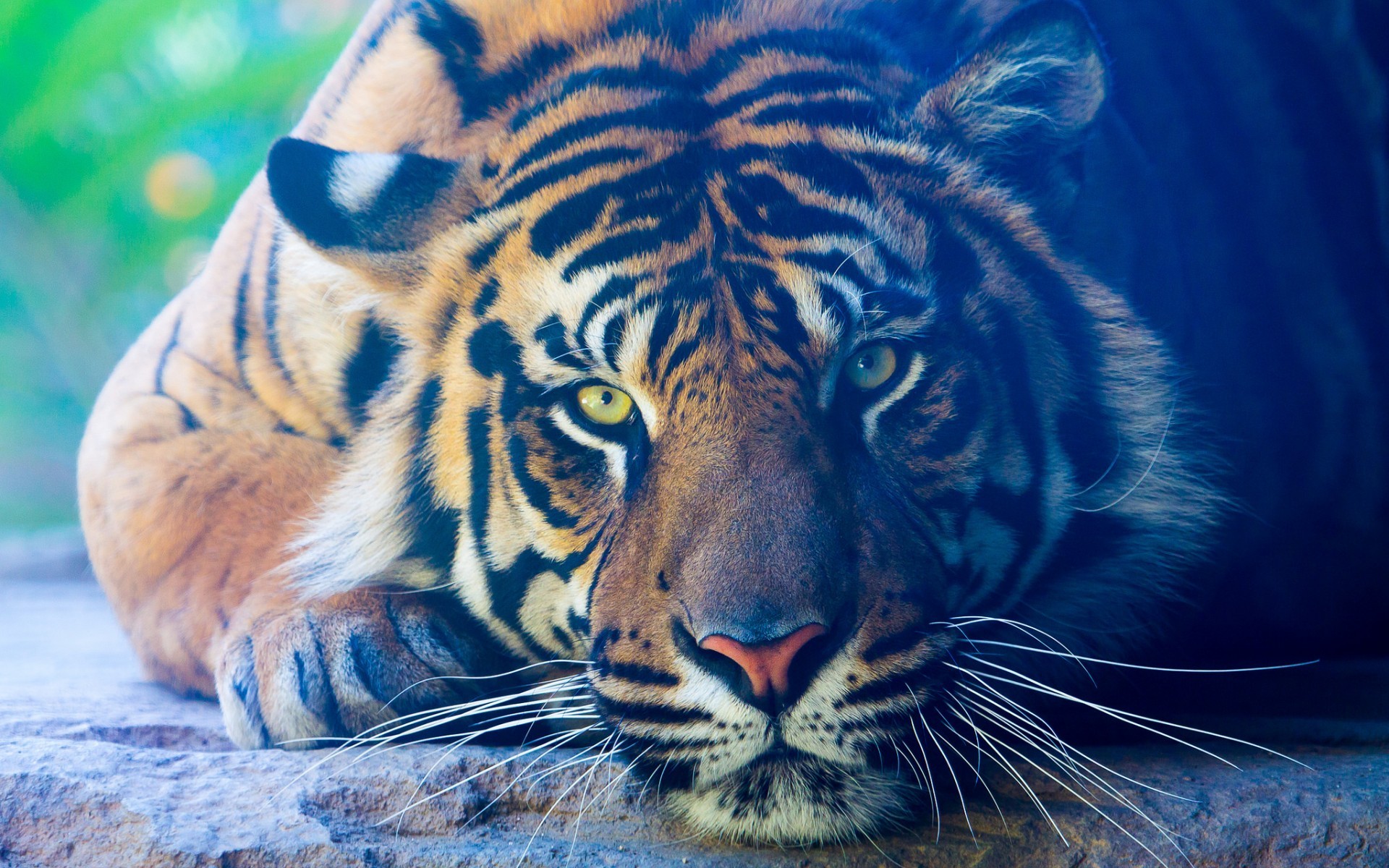 tiger wallpaper #21