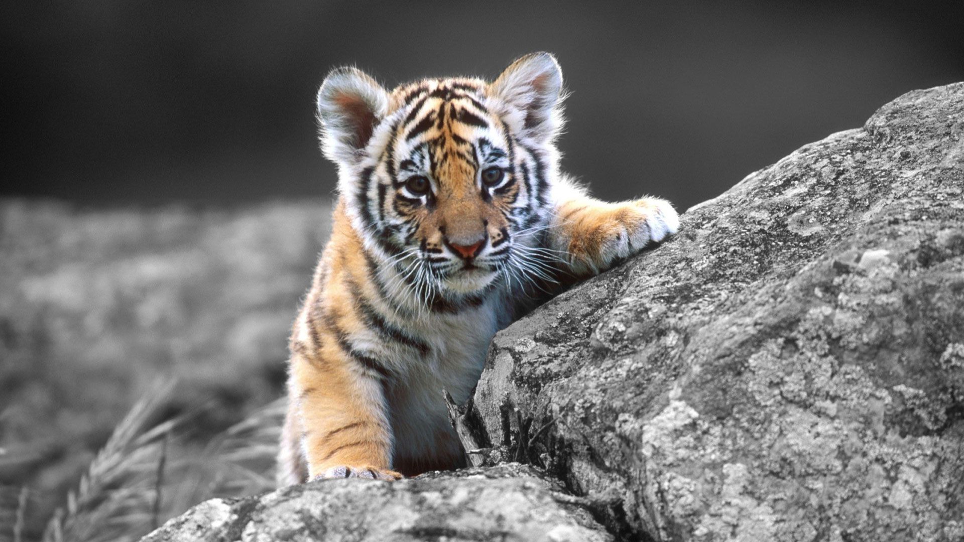 Tiger wallpapers in hd