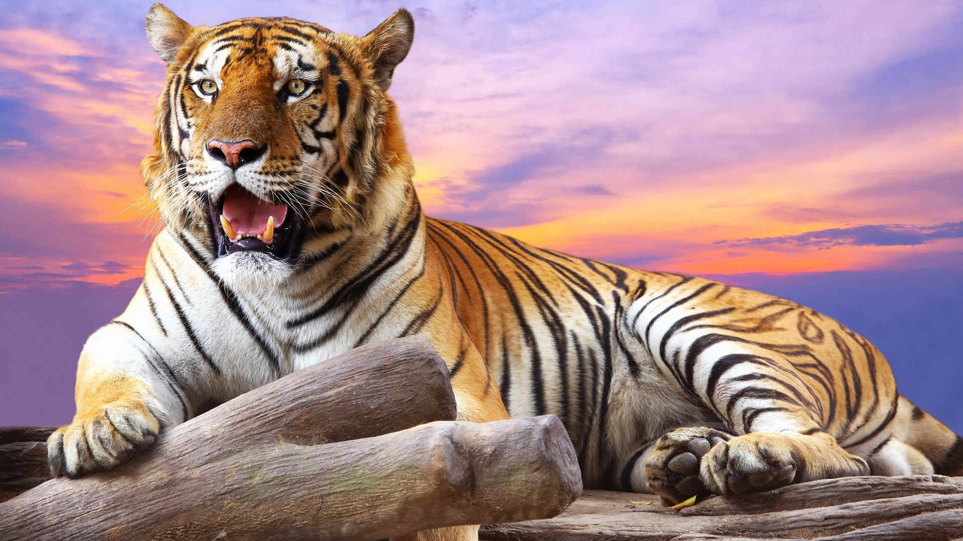 wild tiger wallpaper #9