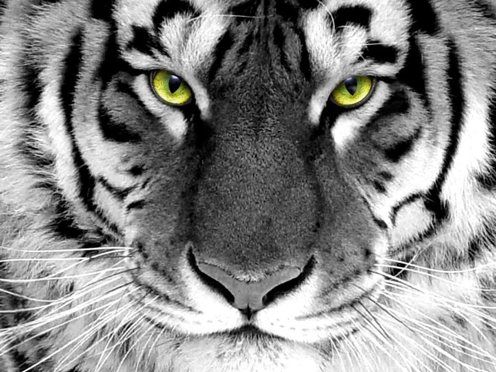 tiger hd wallpaper for desktop #2