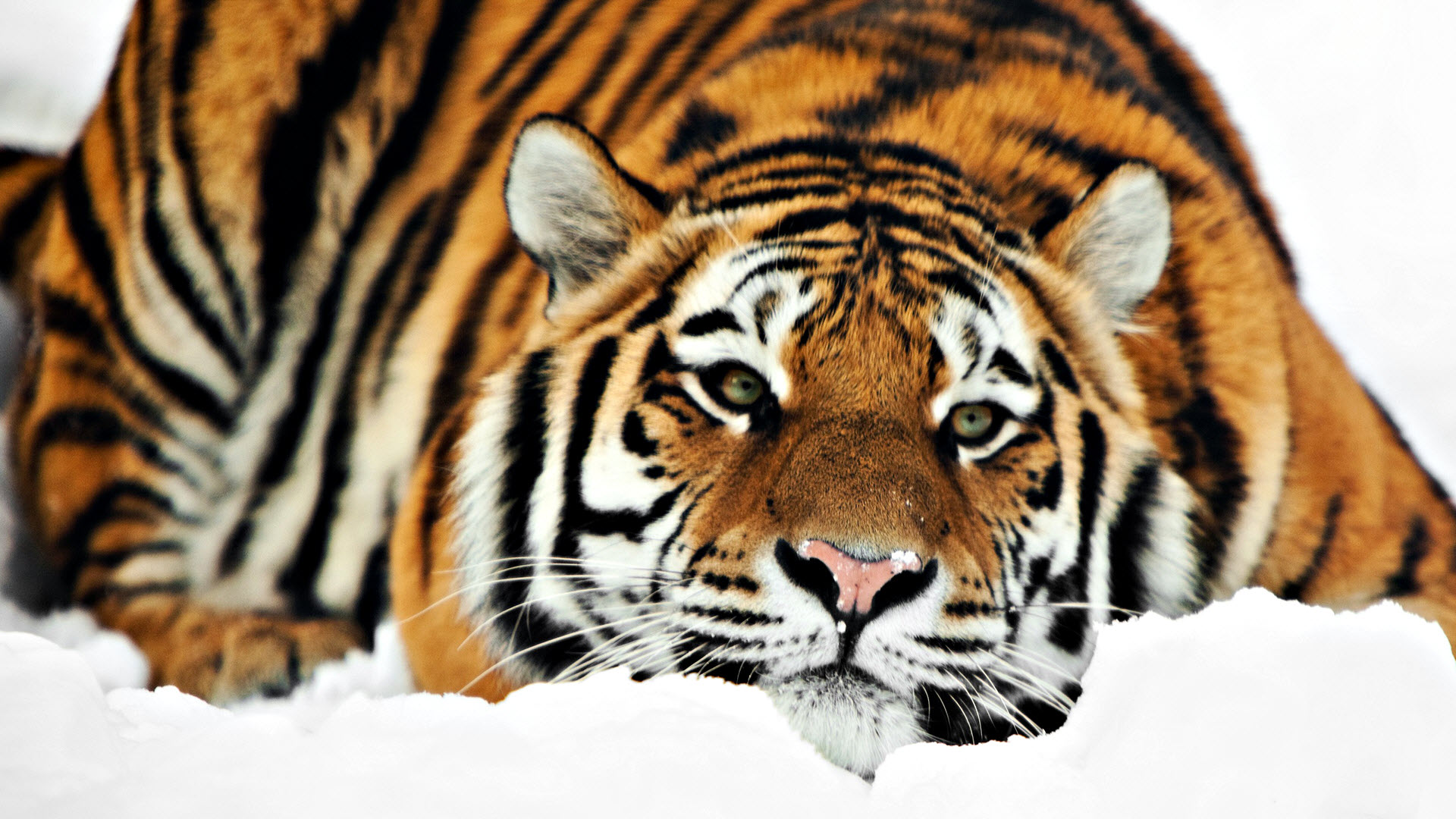 tiger wallpapers in hd #20