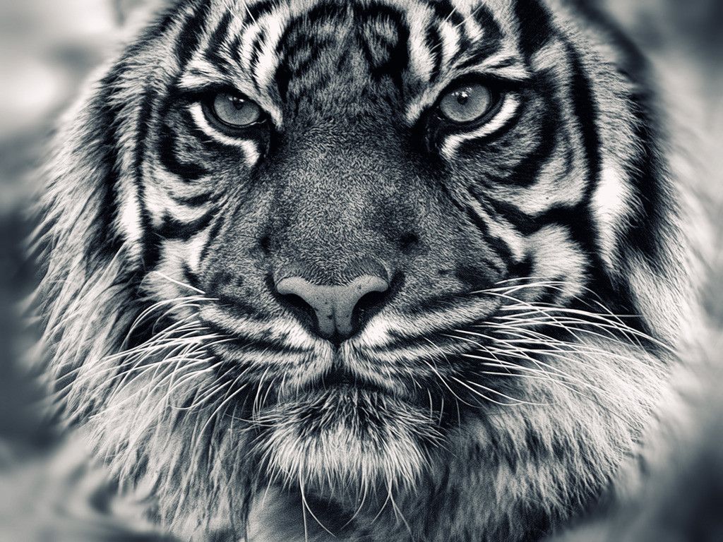 black and white tiger wallpaper #1