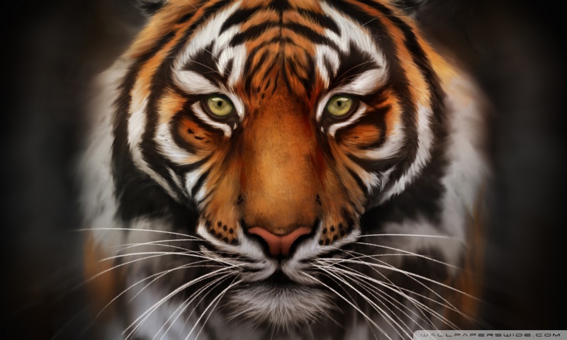 tiger wallpaper hd #17