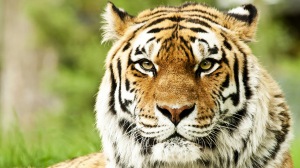 tiger wallpapers in hd #8