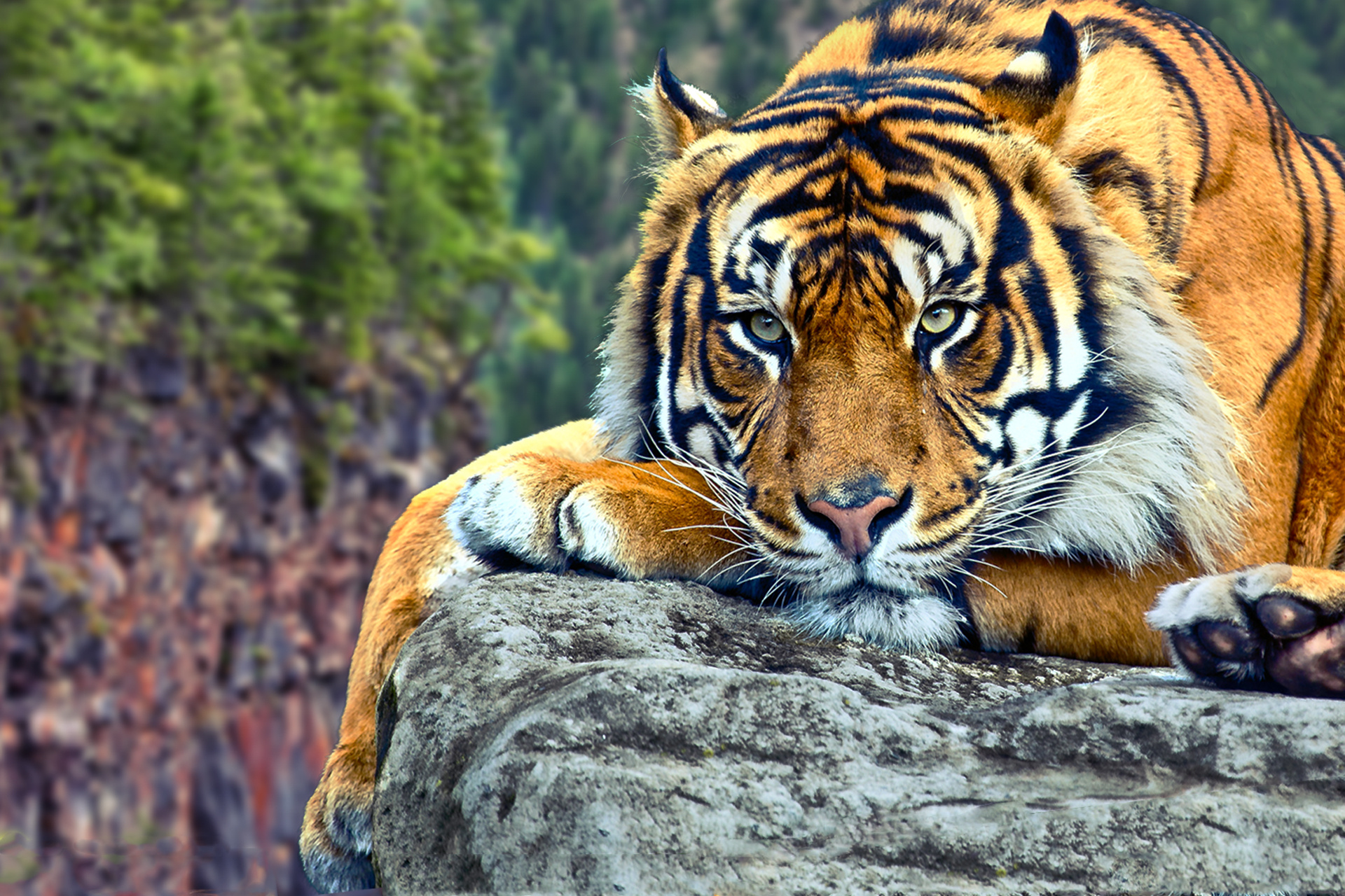 wild tiger wallpaper #22