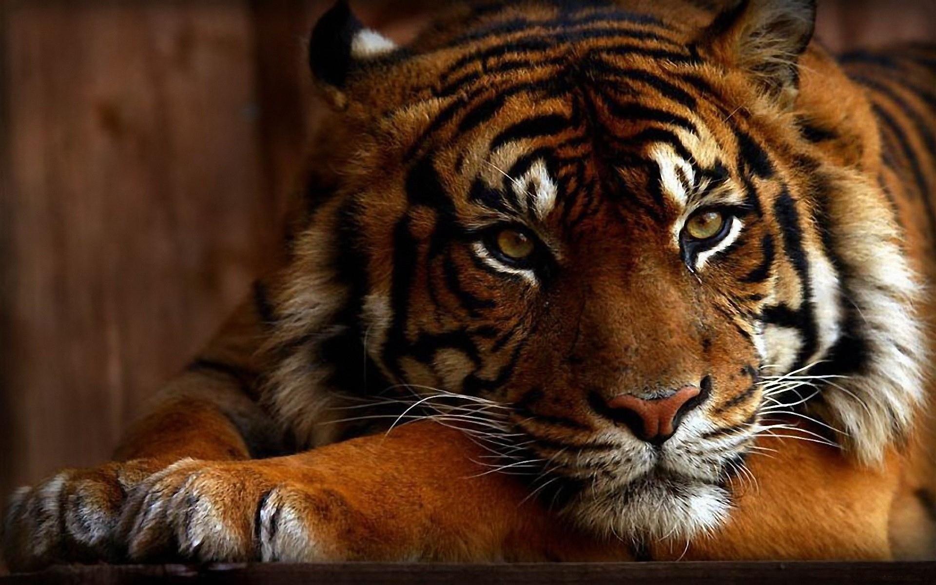 Tiger wallpaper hd