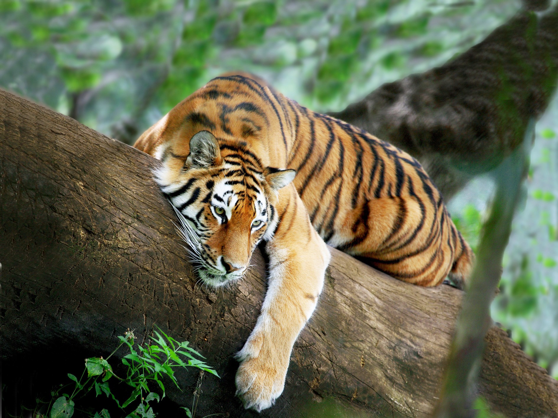 tiger wallpapers in hd #24