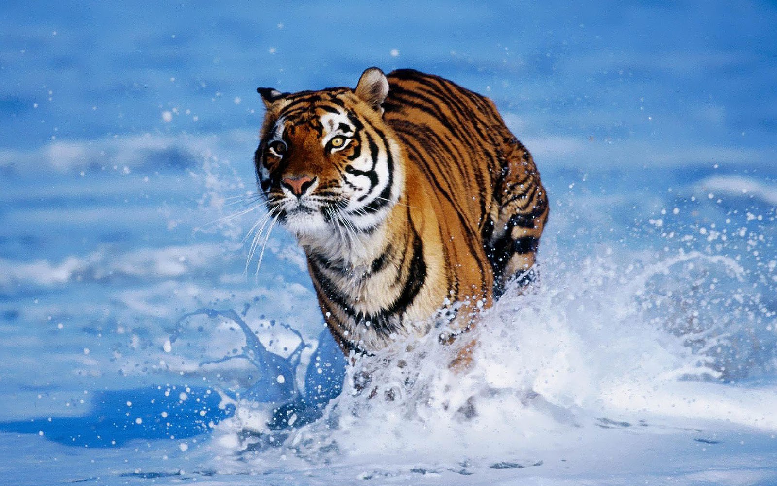tiger wallpapers in hd #7