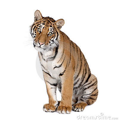 tiger white background #1