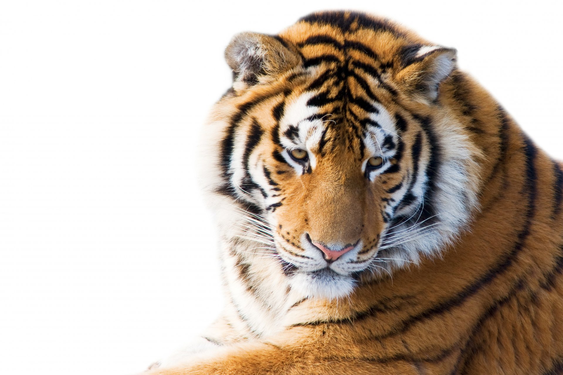 tiger white background #24
