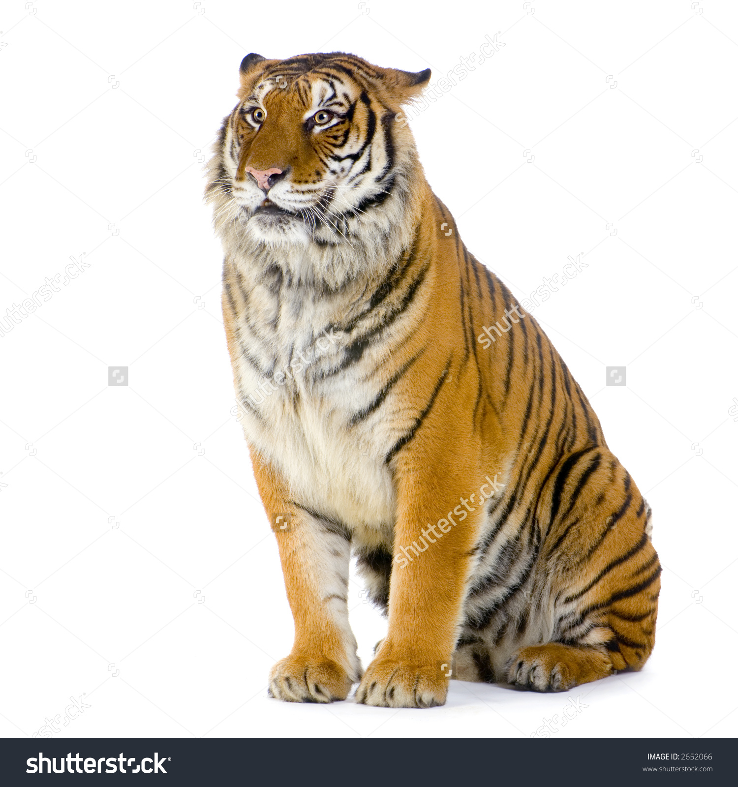 tiger white background #8