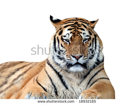 tiger white background #5