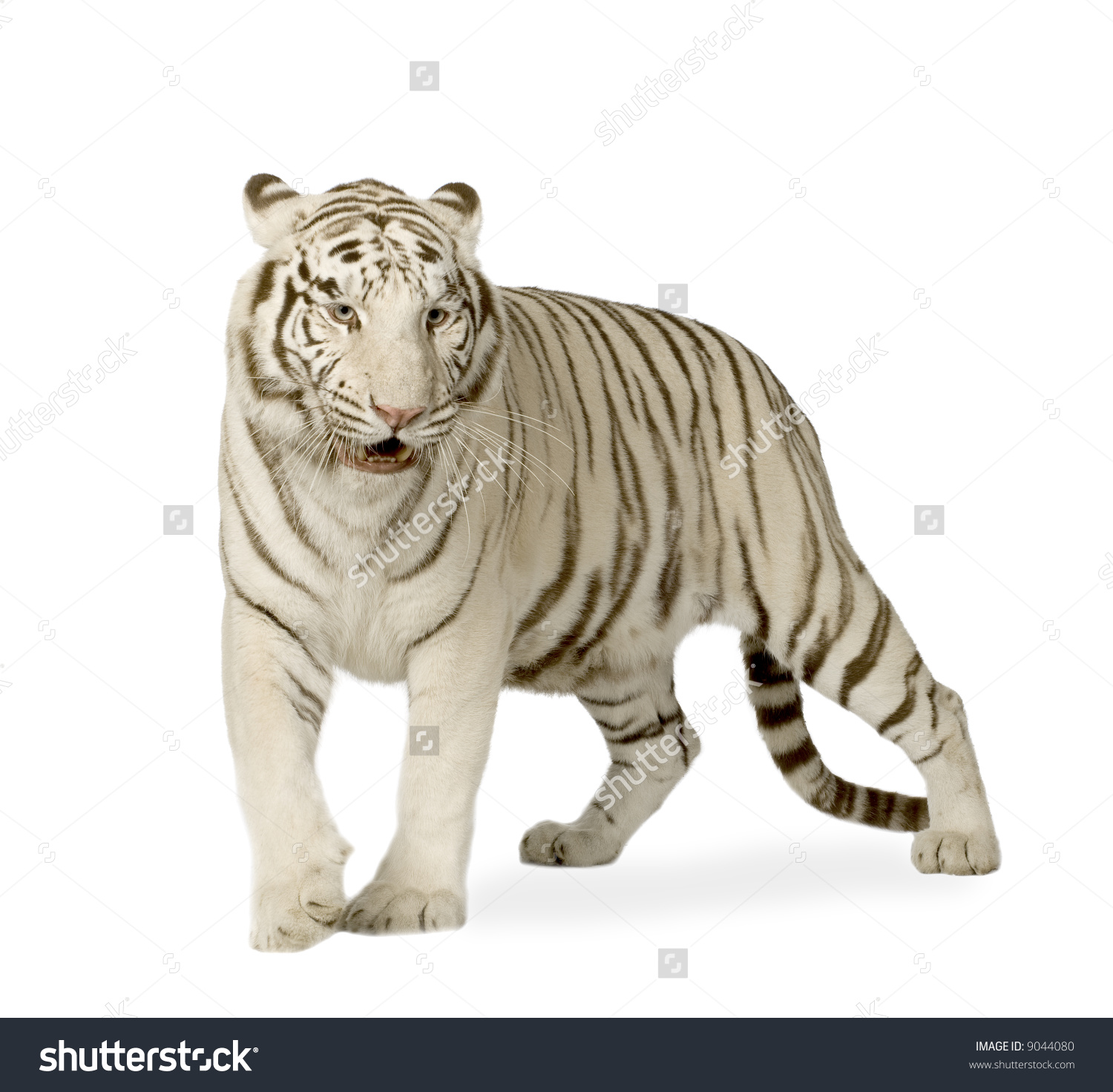 tiger white background #13