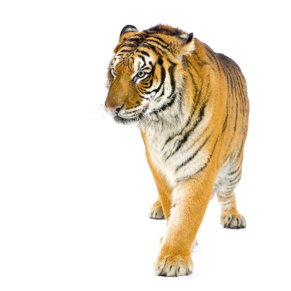 tiger white background #3