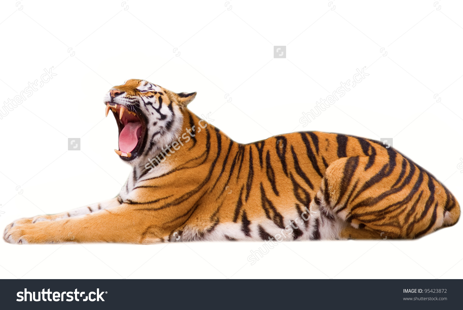 tiger white background #14