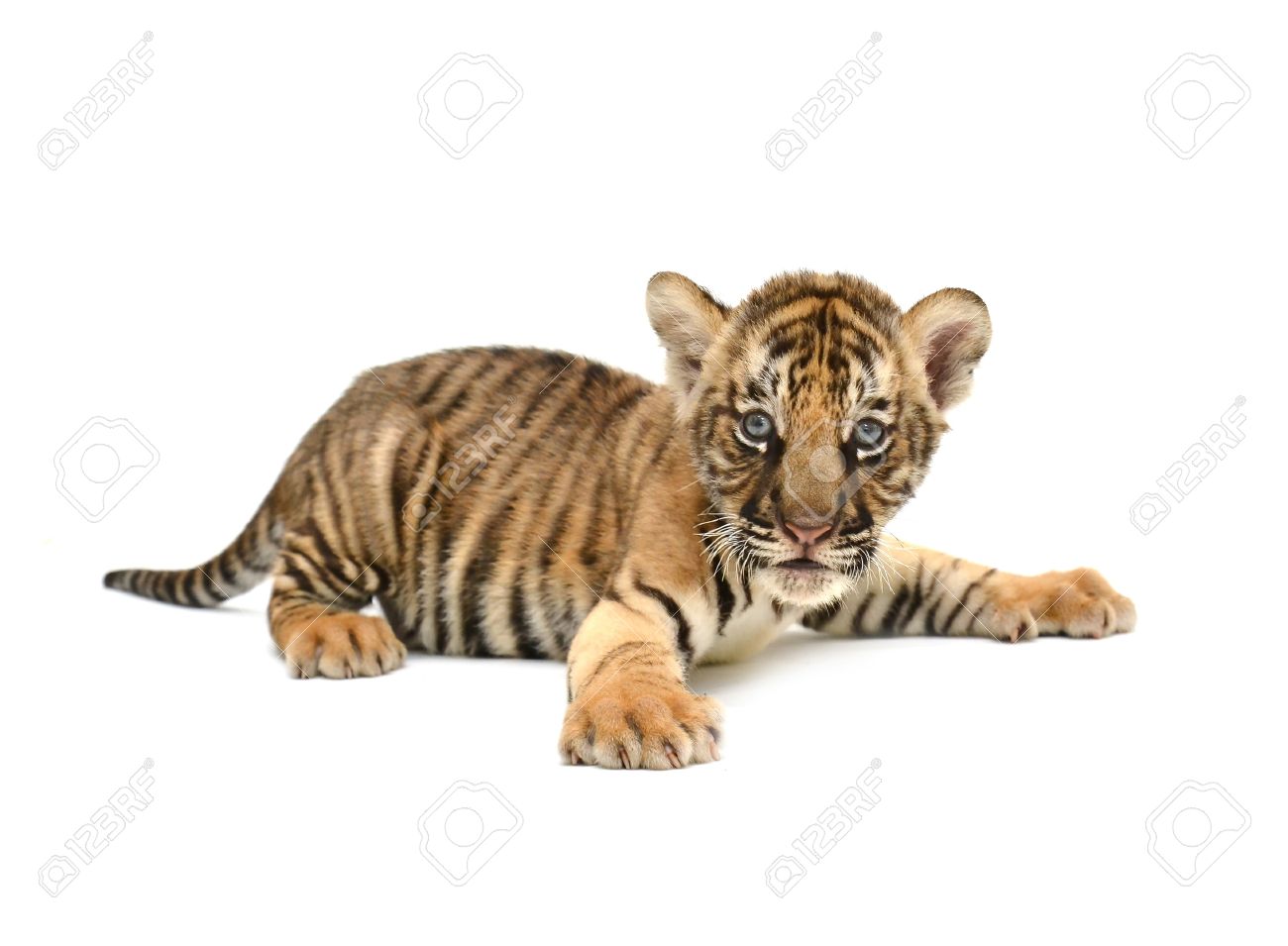 tiger white background #18