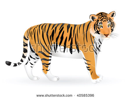 tiger white background #19