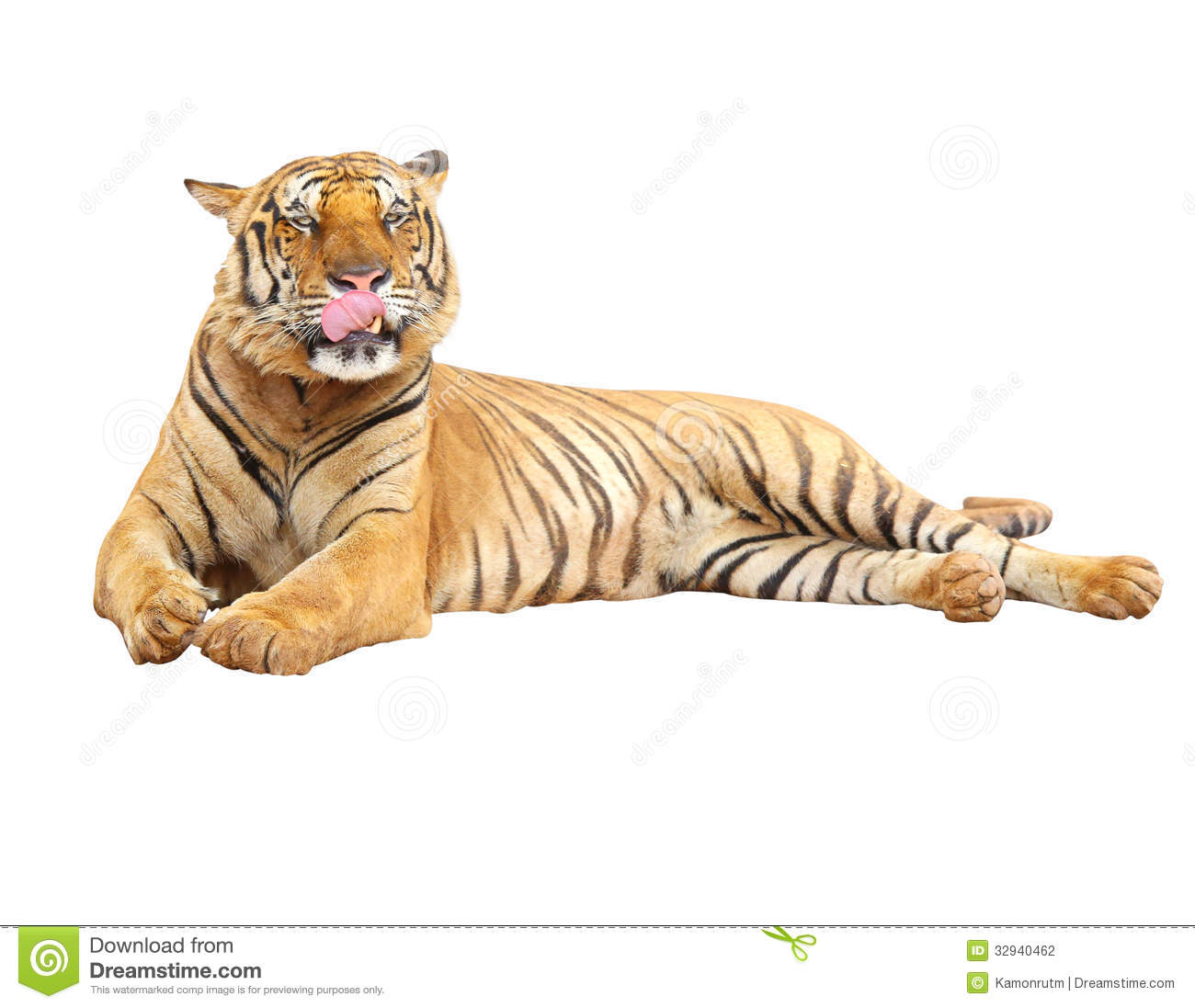 tiger white background #16