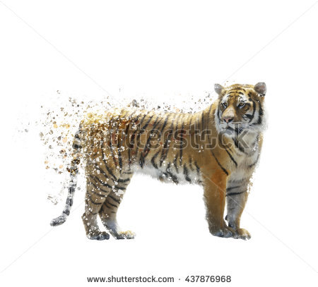 tiger white background #22