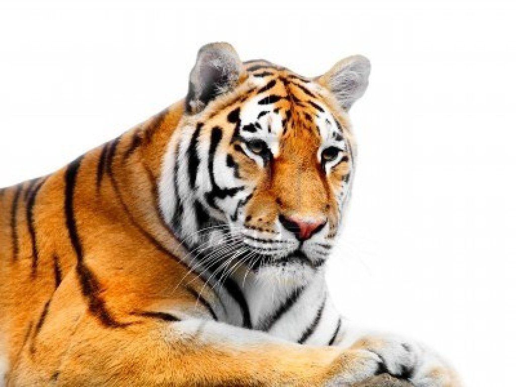 tiger white background #10