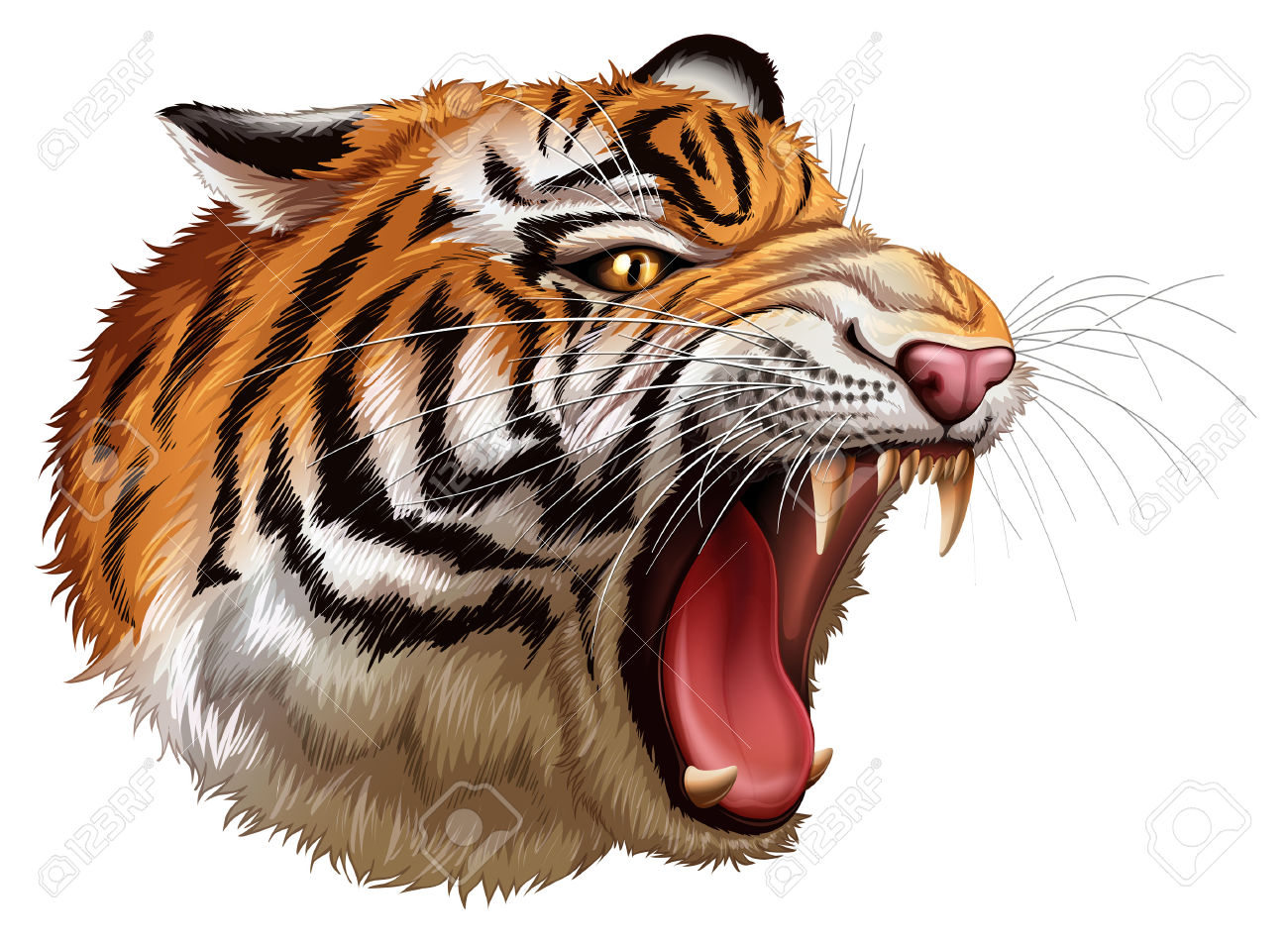 tiger white background #11
