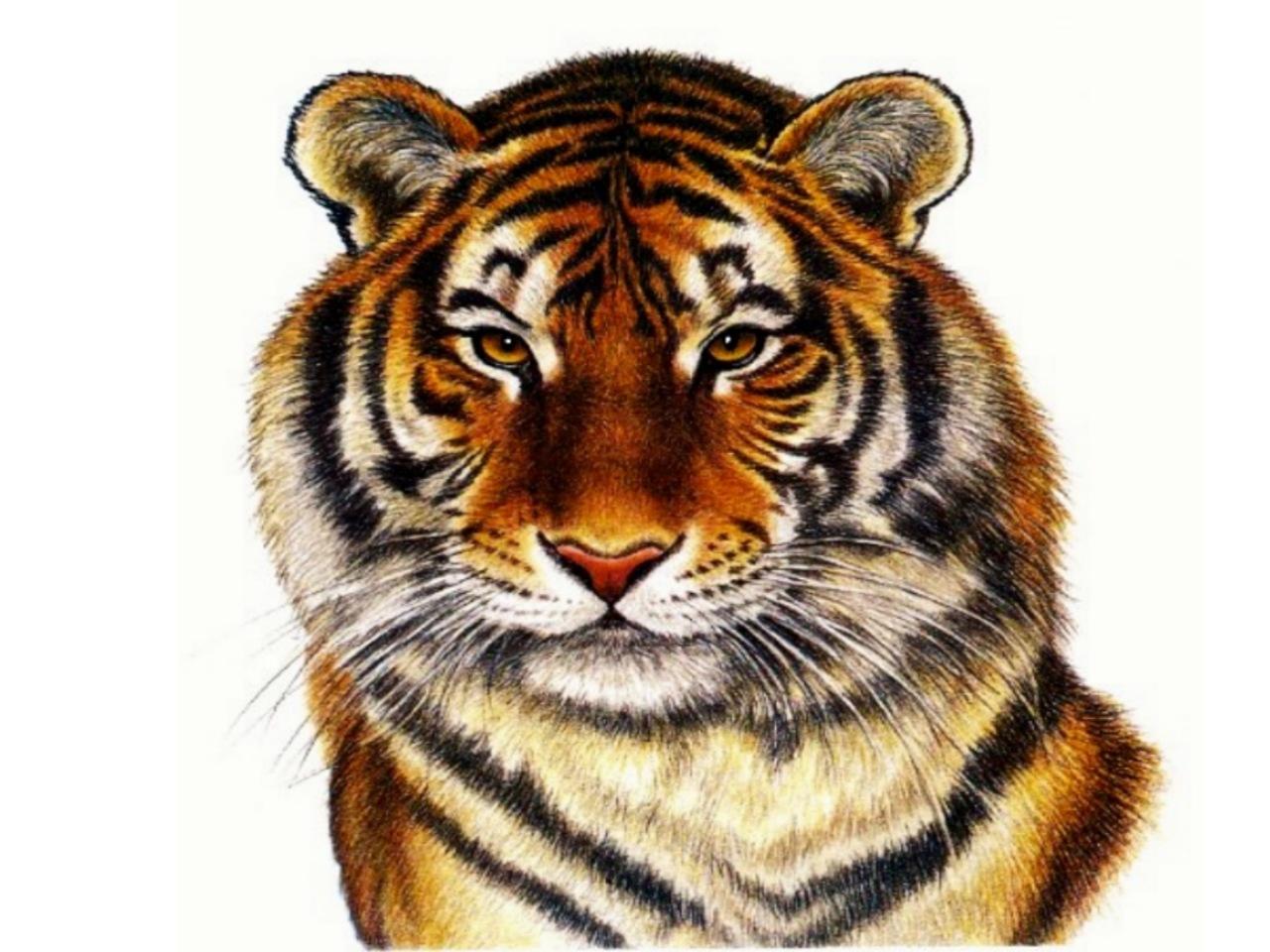 tiger white background #9