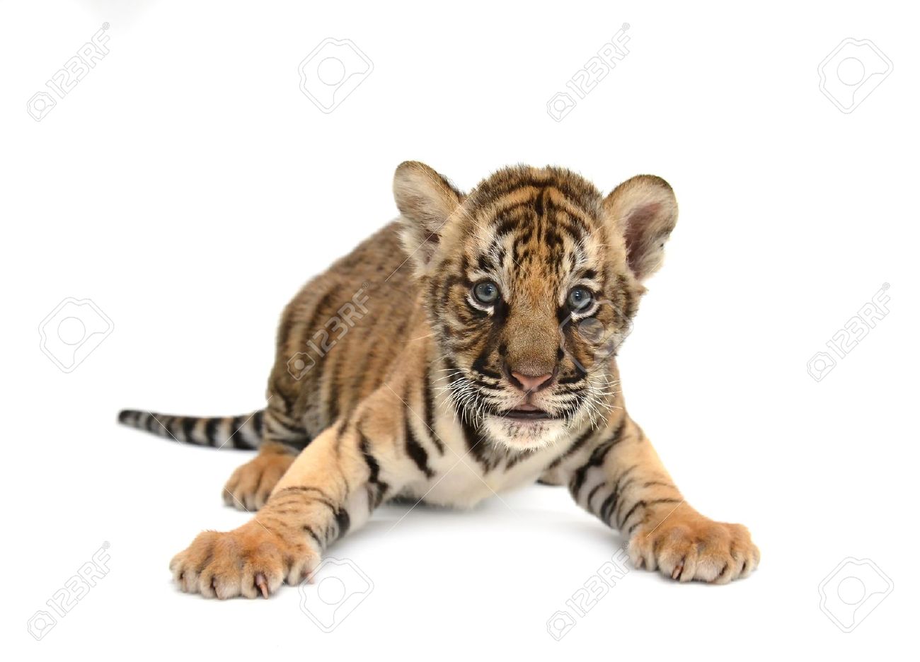 tiger white background #4