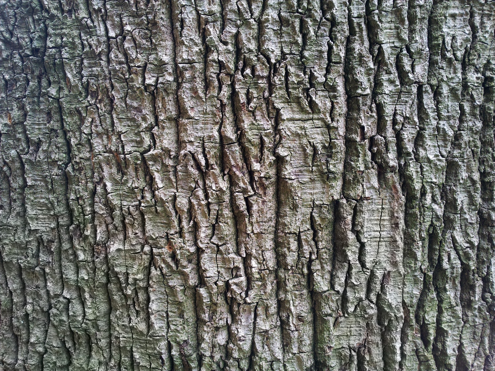 Tree bark wallpaper