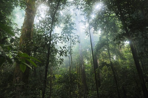Tropical Rainforest Biome: Location, Temperature, Precipitation