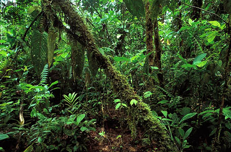 tropical rainforest | Britannica com