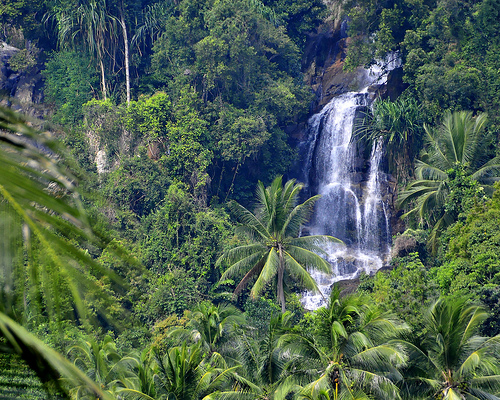 tropical rainforest by chris chang on Prezi