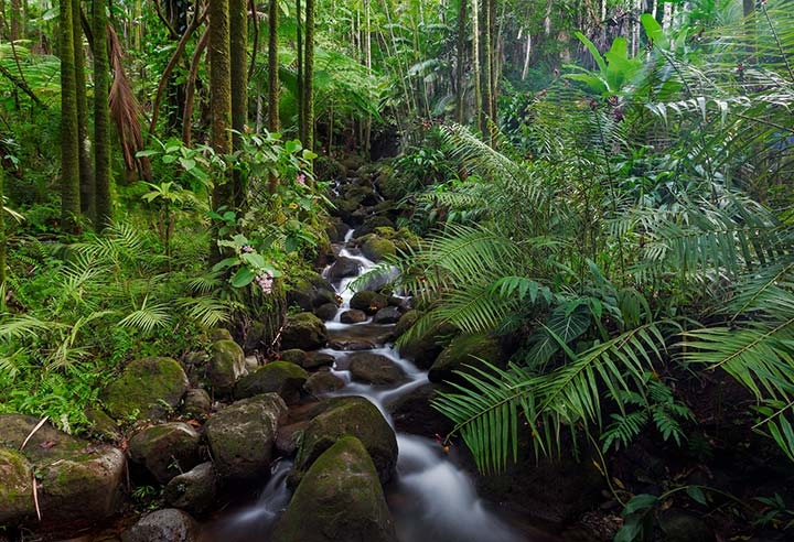 Tropical Forests Play Huge Role in Inhaling Emissions | Climate