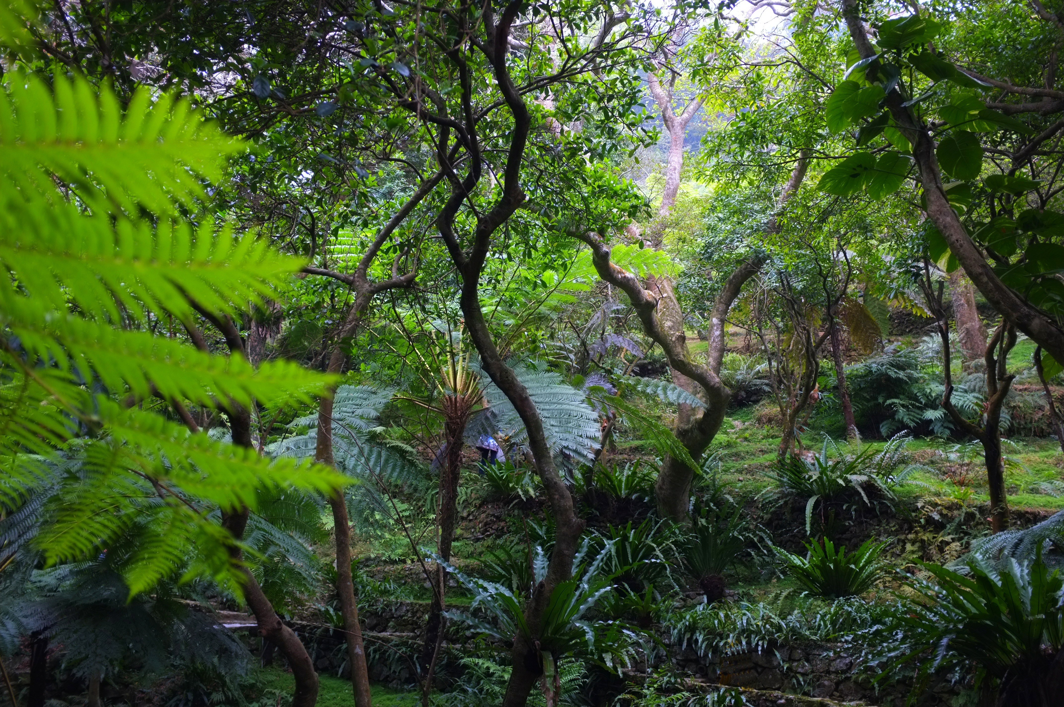 tropical forest | retireediary