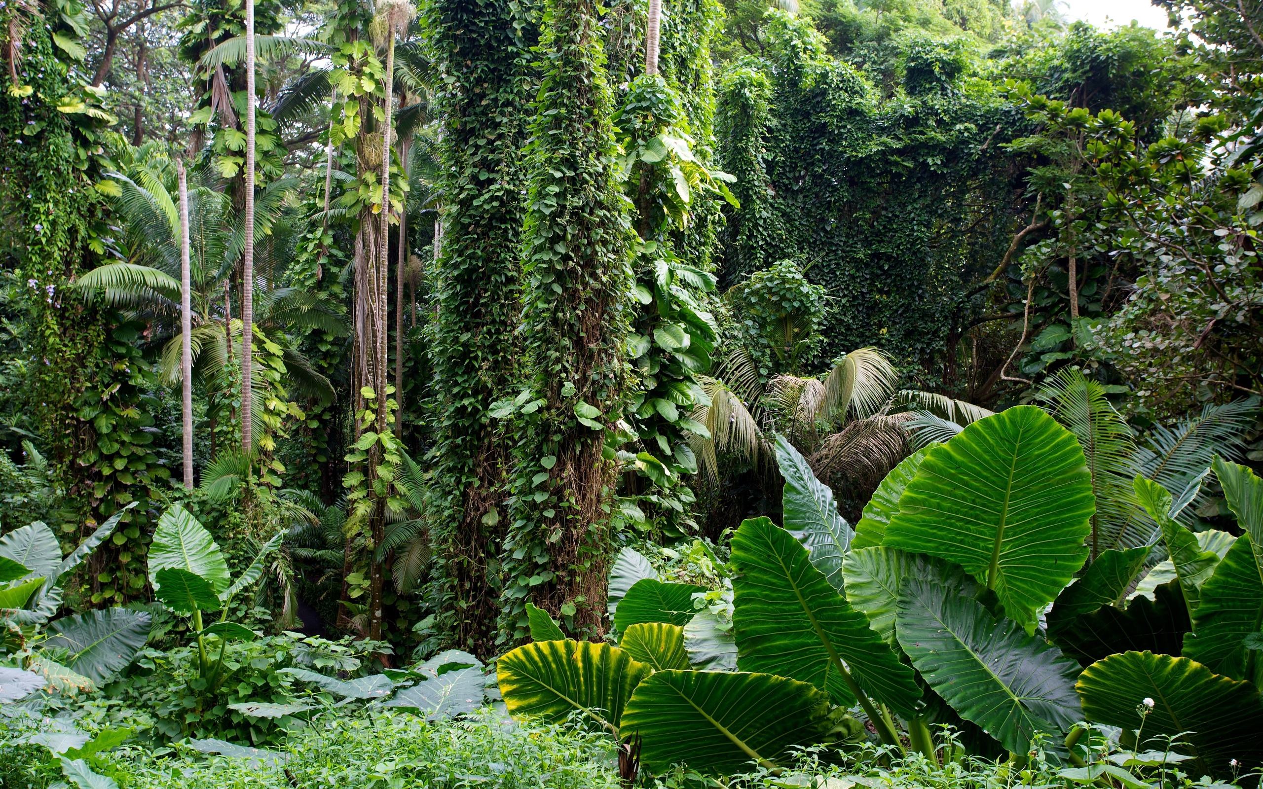 Tropical jungle wallpaper